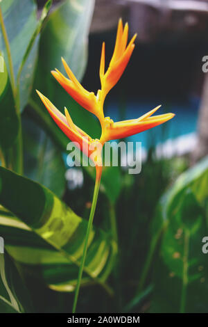 Gelbe heliconia Blume im Garten. Tropischer Sommer mit Blick auf den Wald. Stockfoto