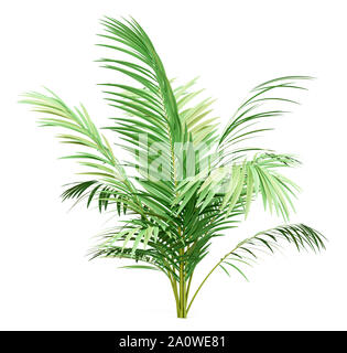 Golden cane Palm Tree auf weißem Hintergrund. 3D-Darstellung Stockfoto