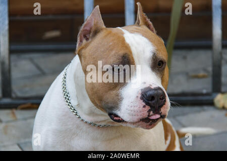 Die amerikanische Grube Stier Terrier ist die gefährlichste Brut des Hundes in der Welt. Bekämpfung von Bull Terrier. Stockfoto
