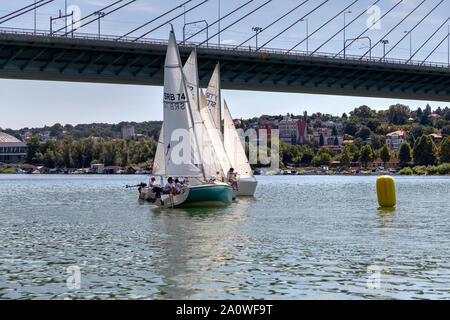 Belgrad, Serbien, 18. August 2019: drei Mannschaften in der Klasse Micro Segelregatta auf dem Fluss Sava konkurrierenden Stockfoto