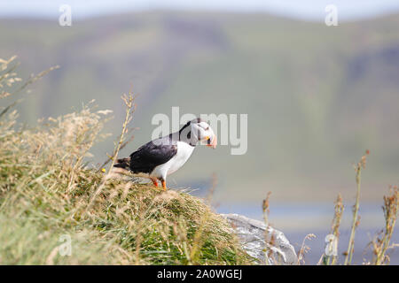 Papageitaucher auf einem Felsvorsprung über Kirkjufjara Strand in Island Stockfoto