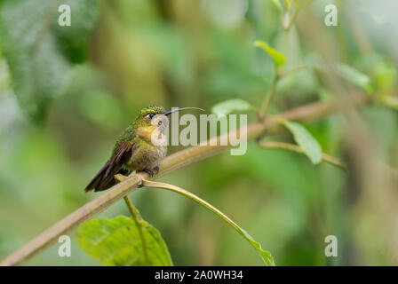 Tyrian Metaltail - Metallura tyrianthina, schöne leuchtende Hummingbird von Andinen Pisten von Südamerika, Guango Lodge, Ecuador. Stockfoto