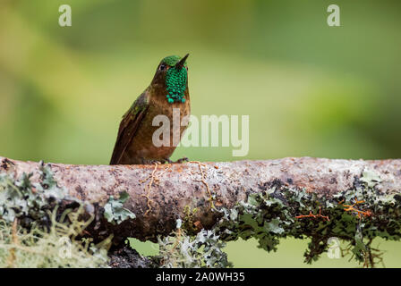 Tyrian Metaltail - Metallura tyrianthina, schöne leuchtende Hummingbird von Andinen Pisten von Südamerika, Guango Lodge, Ecuador. Stockfoto