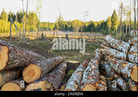 Baumstämme im Bereich Schneiden in Nykroppa Värmland Schweden 21. September 2019 in Blocklagerung Stockfoto