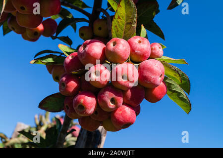 Red sentinal kleiner Apfel in das alte Land nahe Hamburg Stockfoto