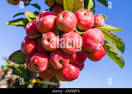 Red sentinal kleiner Apfel in das alte Land nahe Hamburg Stockfoto