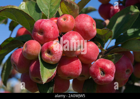 Red sentinal kleiner Apfel in das alte Land nahe Hamburg Stockfoto