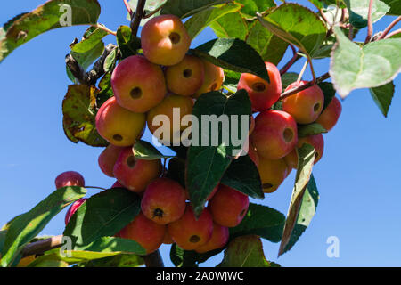 Red sentinal kleiner Apfel in das alte Land nahe Hamburg Stockfoto