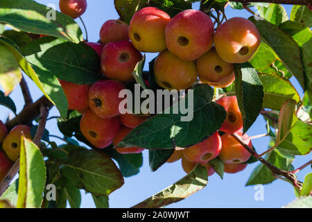 Red sentinal kleiner Apfel in das alte Land nahe Hamburg Stockfoto