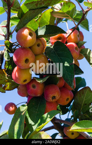 Red sentinal kleiner Apfel in das alte Land nahe Hamburg Stockfoto