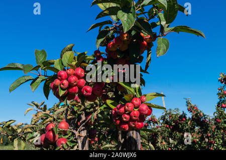 Red sentinal kleiner Apfel in das alte Land nahe Hamburg Stockfoto