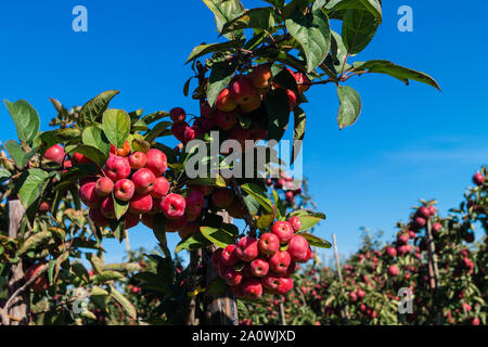 Red sentinal kleiner Apfel in das alte Land nahe Hamburg Stockfoto