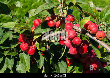 Red sentinal kleiner Apfel in das alte Land nahe Hamburg Stockfoto