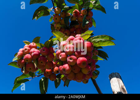 Red sentinal kleiner Apfel in das alte Land nahe Hamburg Stockfoto