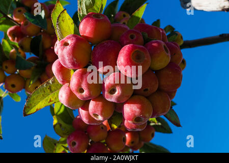 Red sentinal kleiner Apfel in das alte Land nahe Hamburg Stockfoto