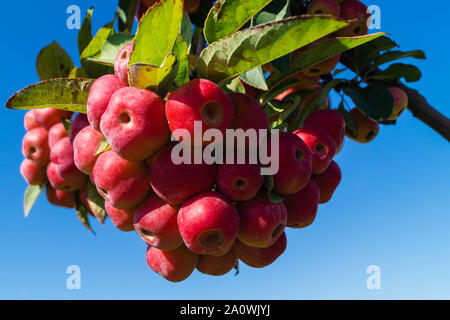 Red sentinal kleiner Apfel in das alte Land nahe Hamburg Stockfoto
