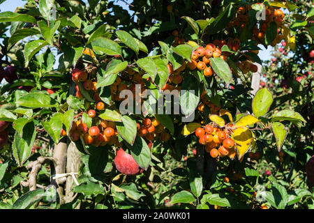Red sentinal kleiner Apfel in das alte Land nahe Hamburg Stockfoto