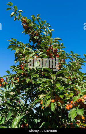 Red sentinal kleiner Apfel in das alte Land nahe Hamburg Stockfoto