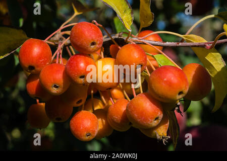 Red sentinal kleiner Apfel in das alte Land nahe Hamburg Stockfoto