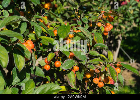 Red sentinal kleiner Apfel in das alte Land nahe Hamburg Stockfoto