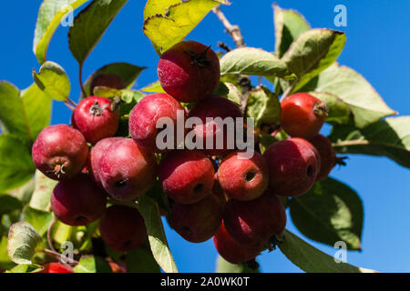 Red sentinal kleiner Apfel in das alte Land nahe Hamburg Stockfoto