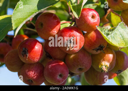 Red sentinal kleiner Apfel in das alte Land nahe Hamburg Stockfoto