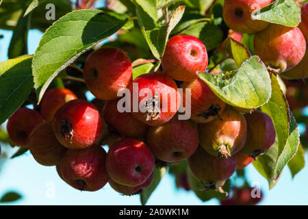 Red sentinal kleiner Apfel in das alte Land nahe Hamburg Stockfoto
