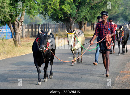 Jallikattu Stier: Majestic Hump scharfe Hörner, die das Markenzeichen eines jallikattu Stier Kangayam Kaalai (Bull) Stier zähmen, Madurai, Tamil Nadu, Indien Stockfoto