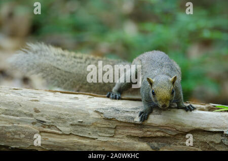 Grau-bellied Eichhörnchen auf Baum im Wald, Thailand Stockfoto