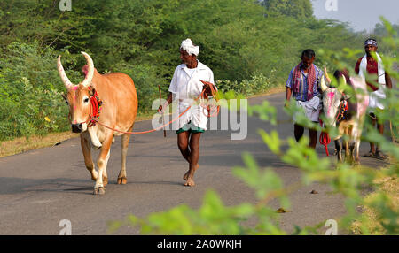 Jallikattu Stier: Majestic Hump scharfe Hörner, die das Markenzeichen eines jallikattu Stier Kangayam Kaalai (Bull) Stier zähmen, Madurai, Tamil Nadu, Indien Stockfoto