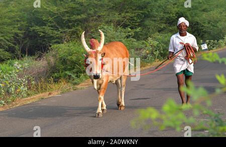 Jallikattu Stier: Majestic Hump scharfe Hörner, die das Markenzeichen eines jallikattu Stier Kangayam Kaalai (Bull) Stier zähmen, Madurai, Tamil Nadu, Indien Stockfoto