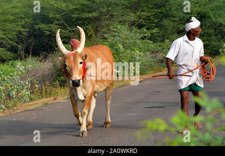 Jallikattu Stier: Majestic Hump scharfe Hörner, die das Markenzeichen eines jallikattu Stier Kangayam Kaalai (Bull) Stier zähmen, Madurai, Tamil Nadu, Indien Stockfoto