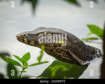 Bangkok/Thailand - 21. September 2018: Komodo Dragon schwimmen in einem See in Lumphini Park Bangkok Thailand Stockfoto