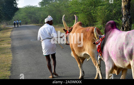 Jallikattu Stier: Majestic Hump scharfe Hörner, die das Markenzeichen eines jallikattu Stier Kangayam Kaalai (Bull) Stier zähmen, Madurai, Tamil Nadu, Indien Stockfoto