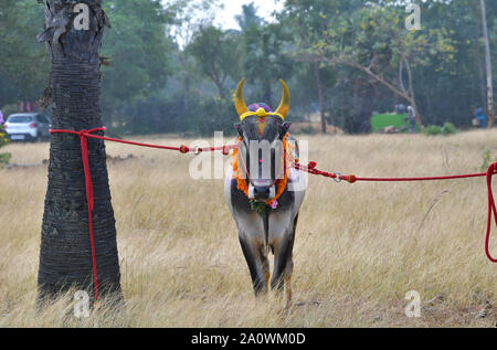 Jallikattu Stier: Majestic Hump scharfe Hörner, die das Markenzeichen eines jallikattu Stier Kangayam Kaalai (Bull) Stier zähmen, Madurai, Tamil Nadu, Indien Stockfoto