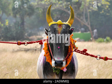 Jallikattu Stier: Majestic Hump scharfe Hörner, die das Markenzeichen eines jallikattu Stier Kangayam Kaalai (Bull) Stier zähmen, Madurai, Tamil Nadu, Indien Stockfoto