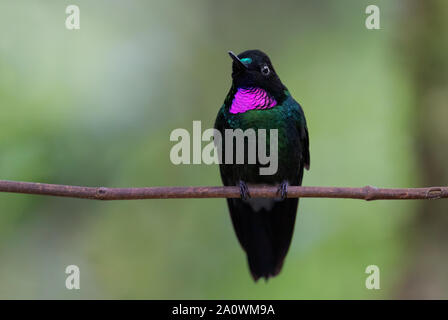 Turmalin - Sunangel Heliangelus exortis, schöne leuchtende Hummingbird von Andinen Pisten von Südamerika, Guango Lodge, Ecuador. Stockfoto