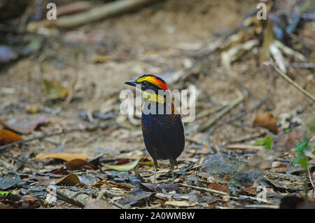 Schöne der Malaiische gebändert Pitta (Hydrornis Irena) in der Natur, Thailand Stockfoto