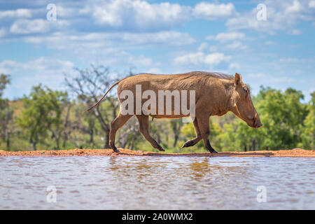 Gemeinsame Warzenschwein (Phacochoerus Africanus) zu Fuß von einem Wasserloch, Welgevonden Game Reserve, Südafrika. Stockfoto