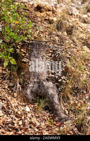 Baumstamm mit orangen Pilze um es auf einem herbstlichen Boden voller Trockene braune Blätter Stockfoto