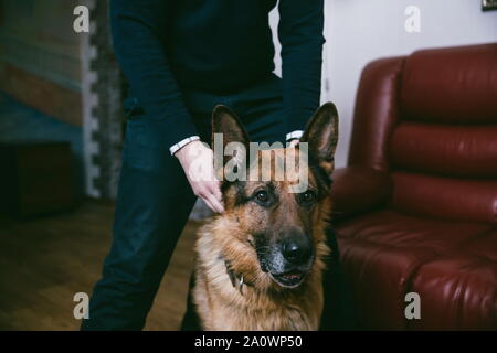 Bis zu schließen. schöner Hund Rasse Deutscher Schäferhund. Stockfoto