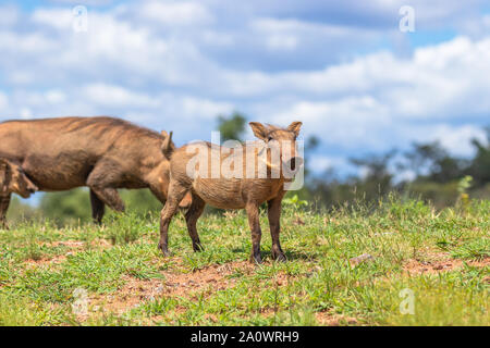 Ein bisschen gemeinsame Warzenschwein (Phacochoerus Africanus), Welgevonden Game Reserve, Südafrika. Stockfoto