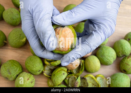 Schälen von Walnüssen. Hände in Handschuhen schälen eine grüne Rinde oder Abdeckung von Nüssen. Saisonale Herbst Ernte Verarbeitung Vorbereitung von Bio-lebensmitteln vor der Lagerung Stockfoto