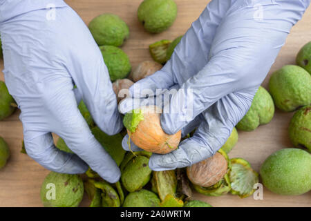 Schälen von Walnüssen. Hände in Handschuhen schälen eine grüne Rinde oder Abdeckung von Nüssen. Saisonale Herbst Ernte Verarbeitung Vorbereitung von Bio-lebensmitteln vor der Lagerung Stockfoto