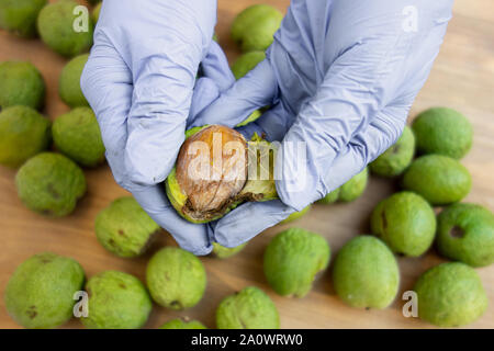 Schälen von Walnüssen. Hände in Handschuhen schälen eine grüne Rinde oder Abdeckung von Nüssen. Saisonale Herbst Ernte Verarbeitung Vorbereitung von Bio-lebensmitteln vor der Lagerung Stockfoto