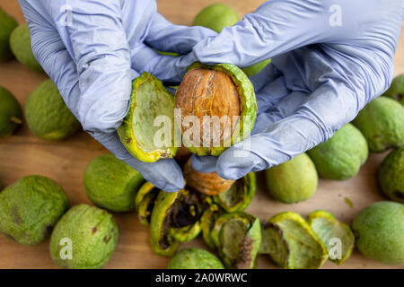 Schälen von Walnüssen. Hände in Handschuhen schälen eine grüne Rinde oder Abdeckung von Nüssen. Saisonale Herbst Ernte Verarbeitung Vorbereitung von Bio-lebensmitteln vor der Lagerung Stockfoto