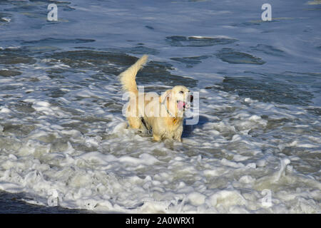 Ein Golden Retriever Hund glücklich im Meer. Stockfoto