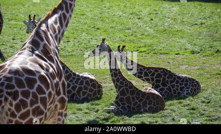 Giraffen und Zebras den Sommer genießen Sonne. Fotos bei Longleat Safari Park. Stockfoto