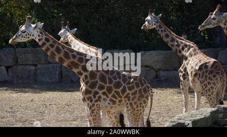 Giraffen und Zebras den Sommer genießen Sonne. Fotos bei Longleat Safari Park. Stockfoto