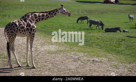 Giraffen und Zebras den Sommer genießen Sonne. Fotos bei Longleat Safari Park. Stockfoto